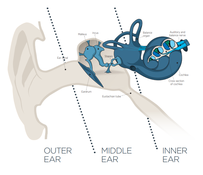 Ear Anatomy